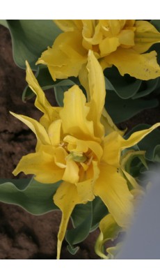 YELLOW SPIDER